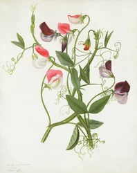Lathyrus Odoratus (wc és gouache, ceruza, pergamen)